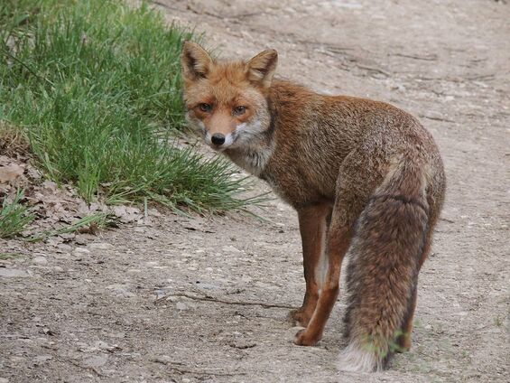 Renard