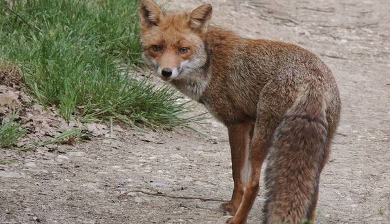 Renard